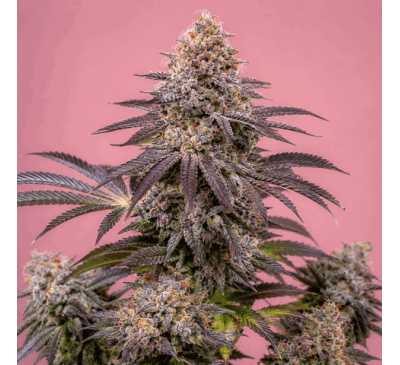 Ґашерс (Auto. Fem.) 1 шт. / Gushers 2026 